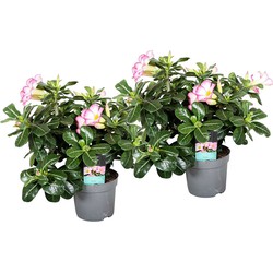 Adenium Obesum - Roze - Woestijnroos - Pot 13cm - Hoogte 30-40cm