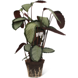 We Love Plants - Calathea Pictus - 80 cm hoog - Luchtzuiverende plant