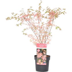 Acer palmatum 'Taylor' - Japanse Esdoorn - Pot 19cm - Hoogte 50-60cm
