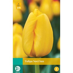 Tulipa Novi Sun