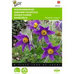 2 stuks - Pulsatilla vulgaris anemone - Buzzy