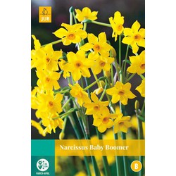 Narcissus Baby Boomer