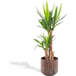 Hello Plants XL Yucca Palmlelie - Ø 21 cm Pot Bruin - Hoogte: 100 cm - Palm Kamerplant