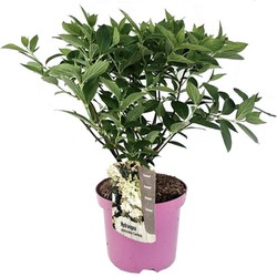 Hydrangea paniculata 'Confetti' - Hortensia - Pot 19cm - Hoogte 25-40cm