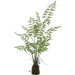PTMD Fern Plant Green Aspargus