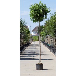 Amberboom bolvorm Liqiudambar s. Gum Ball h 280 cm st. omtrek 12 cm st. h 220 cm