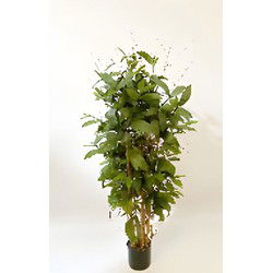 Dracaena surculosa 120 cm kunstplant Oosterik Home