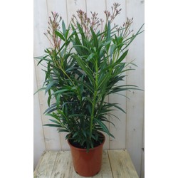 Oleander 100 cm