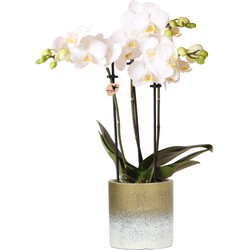 Kolibri Orchids | Witte phalaenopsis orchidee in gouden Flame sierpot - 40cm hoog - potmaat Ø9cm