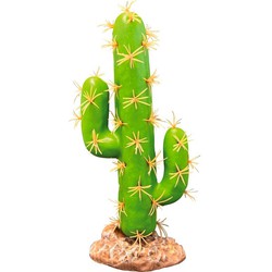 Repto Aquadistri plant cactus san pedro
