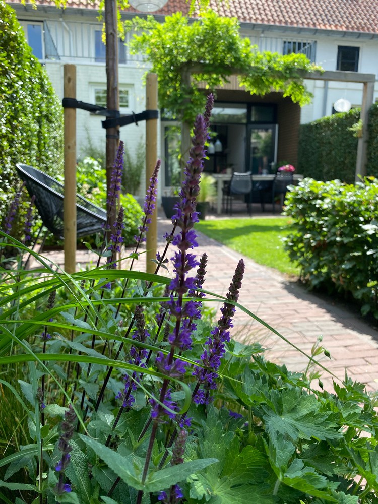 bloemen bloeitijd planten tuin paars