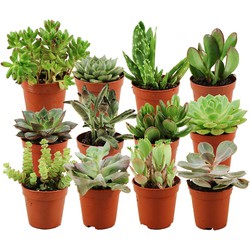 ZynesFlora - Mini Succulenten Mix - 12 Stuks - Ø 5,5 cm - Hoogte: 5-10 cm - Vetplant - Kamerplant