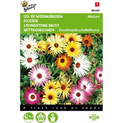 2 stuks - Mesembryanthemum Dorotheanthus Kleurenmengsel - Buzzy