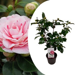 Camellia japonica 'Bonomiana' - Japanse roos - Pot 15cm - Hoogte 50-60cm