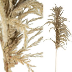 PTMD Dried Flower Pampas Gigantum Tak - 100 x 40 x 210 cm - Bruin