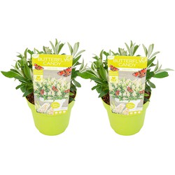 Buddleja Candy Little White - Vlinderstruik - Pot 19cm - Hoogte 30-40cm