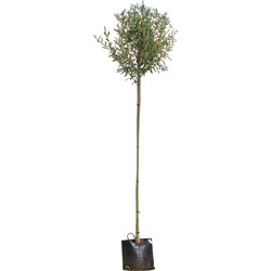 Knotwilg Salix alba KNOT h 260 cm st. omtrek 12 cm st. h 190 cm