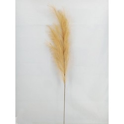 Pampas gras 130cm naturel