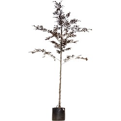 Roodbladige beuk Fagus syl. Atropunicea h 350 cm st. omtrek 12 cm - Warentuin Natuurlijk