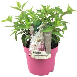 Hydrangea 'Pinky Winky' - Pluimhortensia - Pot 19cm - Hoogte 25-40cm