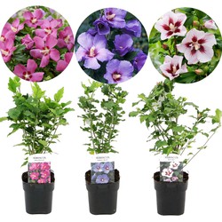 Hibiscus syriacus Woodbridge, Hamabo, Oiseau Blue - Mix van 3 - Hoogte 25-40cm