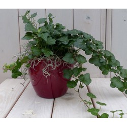 Klimop Hedrea donkergroen rode pot 25 cm