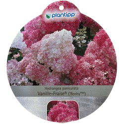 Hortensia Paniculata Vanille-Fraise
