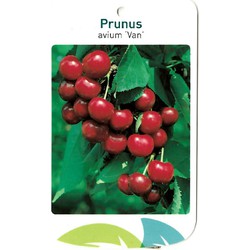 Prunus Avium Van