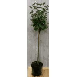 Elaeagnus Olijfwilg groen blad op stam 80 cm diameter 40 cm