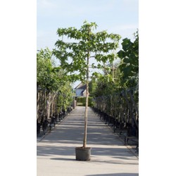 Amberboom als leiboom Liquidambar styraciflua h 300 cm st. omtrek 8 cm st. h 180 cm