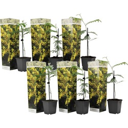 Acacia dealbata Mimosa - Set van 6 - Struik - Pot 9cm - Hoogte 25-40cm