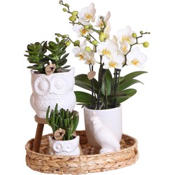 Kolibri Company | Gift set Nature| Plantenset met witte Phalaenopsis Orchidee en Succulenten incl. keramieken sierpotten