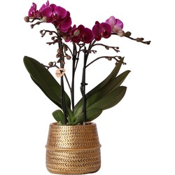 Kolibri Orchids | Paarse phalaenopsis orchidee - Morelia + Groove sierpot goud - potmaat Ø9cm - 35cm hoog | bloeiende kamerplant - vers van de kweker