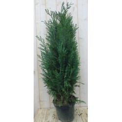 Dwergcipres Chamaecyparis Columnaris 110 cm - Warentuin Natuurlijk