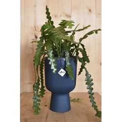 Zaagcactus in hoge pot diepblauw Elho - Warentuin Natuurlijk