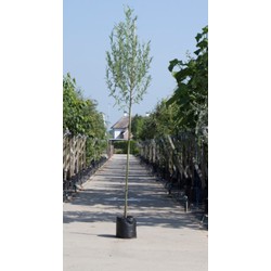 Witte wilg Salix alba h 450 cm st. omtrek 16 cm - Warentuin Natuurlijk