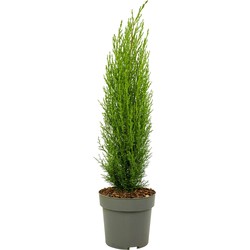 Cupressus sempervirens - Toscaanse Cipres - Pot 19cm - Hoogte 70-80cm