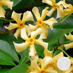 Trachelospermum 'Star of Toscana' – Gele Toscaanse Jasmijn – Klimplant - ⌀15 cm - ↕60-70 cm