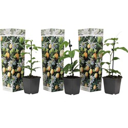 Passiflora Edulis klimplant - Set van 3 - Passiebloem - Pot 9cm - Hoogte 25-40cm