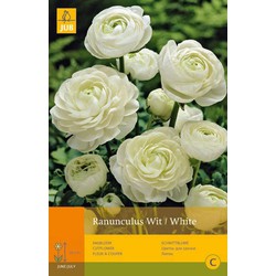 2 stuks - 10 Ranunculus Wit Vj