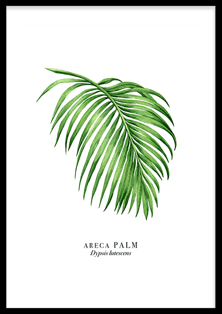 Palm Leaf (21x29,7cm) - 