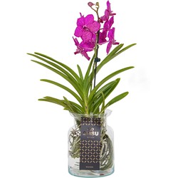 Vanda 'Bose' in vaas - Orchidee - Kers - Hoogte 45cm