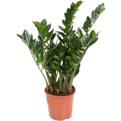 Zamioculcas Emerald - ZZ-plant - Kamerplant - Pot 21cm - Hoogte 70-80cm