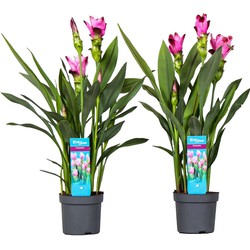 Curcuma 'Al Siam Supreme'- Set van 2 - Pot 13cm - Hoogte 50-60cm