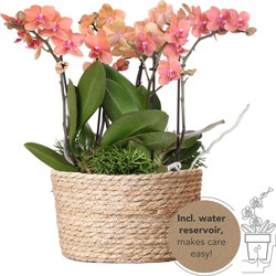 Kolibri Orchids | oranje plantenset in Reed Basket incl. waterreservoir | drie oranje orchideeën Bolzano 9cm en drie groene planten Rhipsalis | Jungle Bouquet oranje met zelfvoorzienend waterreservoir