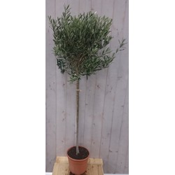 Olijfboom Olea stamhoogte 70 cm en boomhoogte140 cm