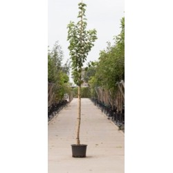 Sierpeer Pyrus call. Chanticleer h 250 cm st. omtrek 8 cm