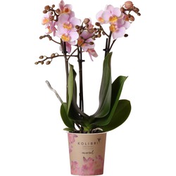 Kolibri Orchids | Roze phalaenopsis orchidee - Andorra - potmaat Ø9cm | bloeiende kamerplant - vers van de kweker
