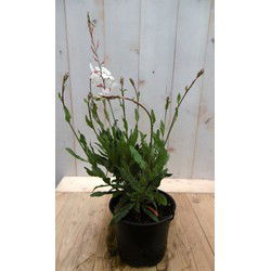 5 stuks - Gaura Prachtkaars wit