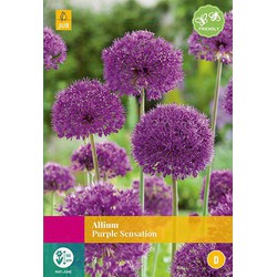 3 stuks - Allium Purple Sensation 12 bollen